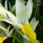 Pecteilis sagarikii